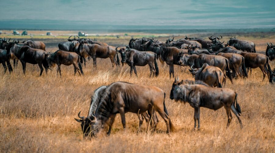 The Ultimate Tanzania Great Migration Safari (July) – 1 Powerful Guide 2026, 2027 & 2028