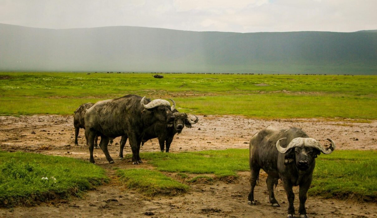 7-Day Great Migration Safari – Witness Nature's Greatest: 1 Powerful Journey 2026, 2027 & 2028