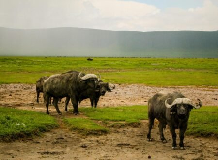 7-Day Great Migration Safari – Witness Nature's Greatest: 1 Powerful Journey 2026, 2027 & 2028