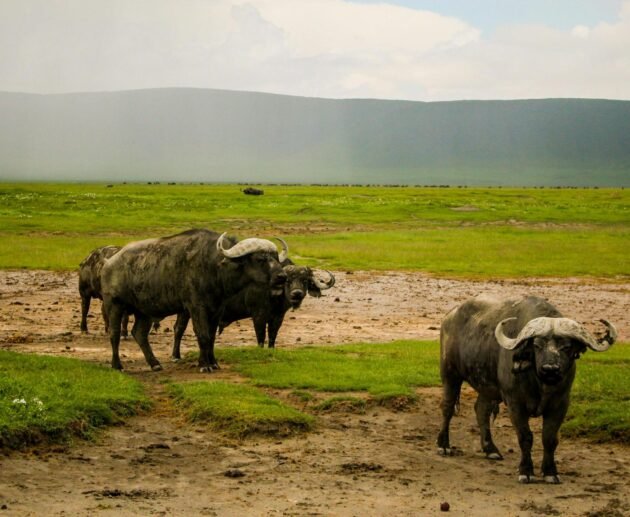 7-Day Great Migration Safari – Witness Nature's Greatest: 1 Powerful Journey 2026, 2027 & 2028
