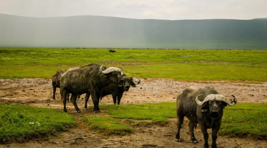 7-Day Great Migration Safari – Witness Nature's Greatest: 1 Powerful Journey 2026, 2027 & 2028