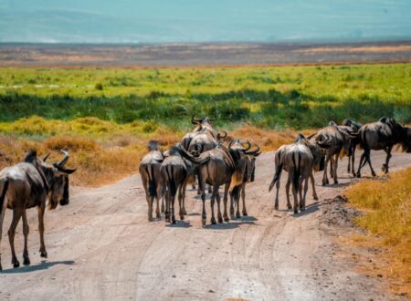 7 Day Western Corridor Wildebeest Migration Safari – 1 Ultimate Adventure 2026, 2027 & 2028