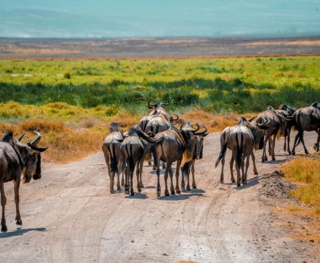 7 Day Western Corridor Wildebeest Migration Safari – 1 Ultimate Adventure 2026, 2027 & 2028