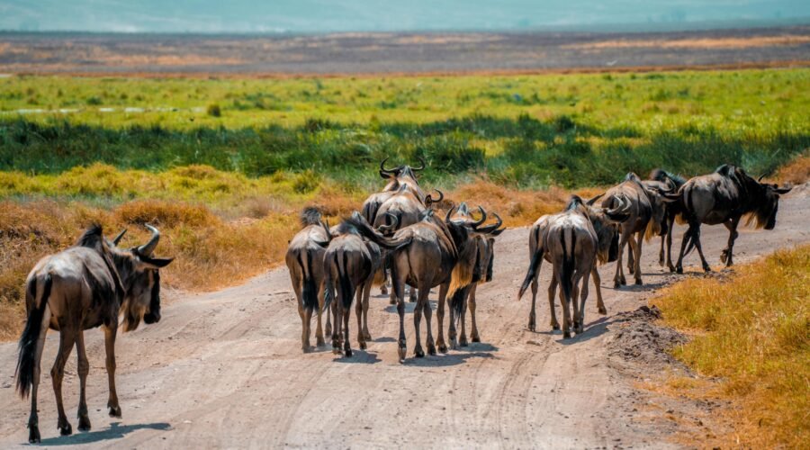 7 Day Western Corridor Wildebeest Migration Safari – 1 Ultimate Adventure 2026, 2027 & 2028