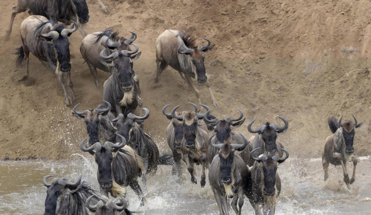 7 Days Tanzania Safari Tour | Mid-Range Lodge Package – 1 Powerful Wildlife Experience 2026, 2027 & 2028