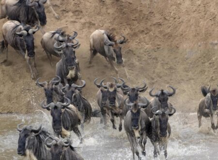 7-Day Great Migration Safari River Crossing- Fly in from Zanzibar – 1 Stunning Wildlife Experience 2026, 2027 & 2028
