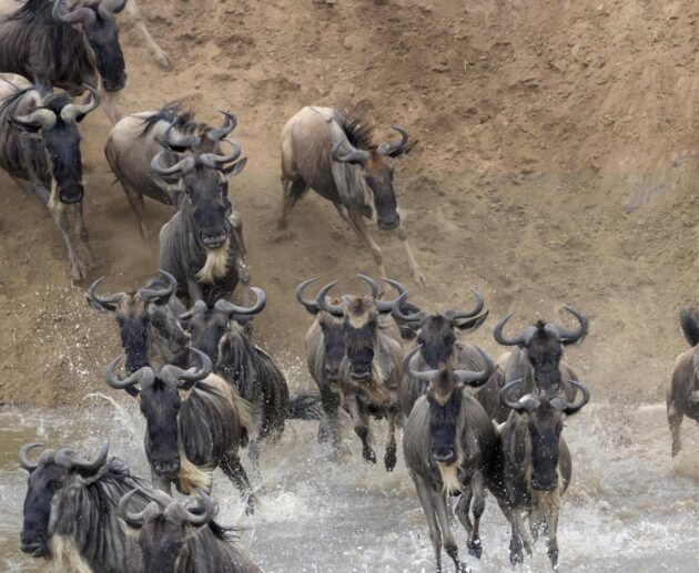 7-Day Great Migration Safari River Crossing- Fly in from Zanzibar – 1 Stunning Wildlife Experience 2026, 2027 & 2028