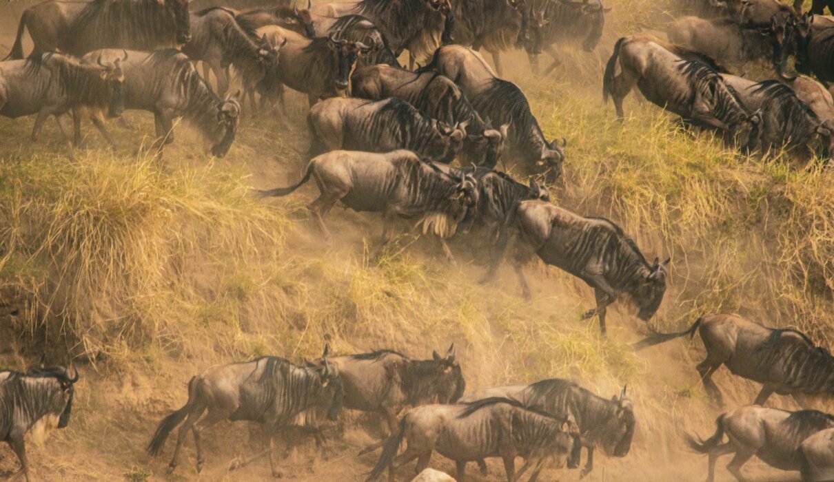 7 Days Tanzania - Serengeti Migration Photographic Safari: 1 Ultimate Wildlife Experience 2026, 2027 & 2028