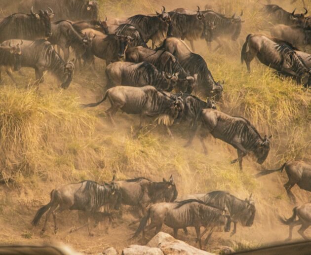 7 Days Tanzania - Serengeti Migration Photographic Safari: 1 Ultimate Wildlife Experience 2026, 2027 & 2028