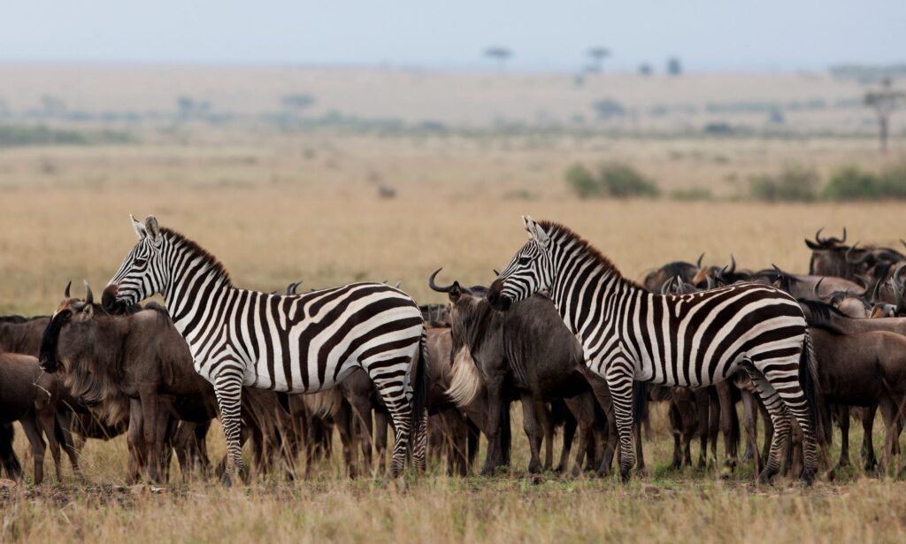 7 Days Tanzania Journey of the Wildebeest Migration Safari – 1 Powerful Wildlife Experience 2026, 2027 & 2028