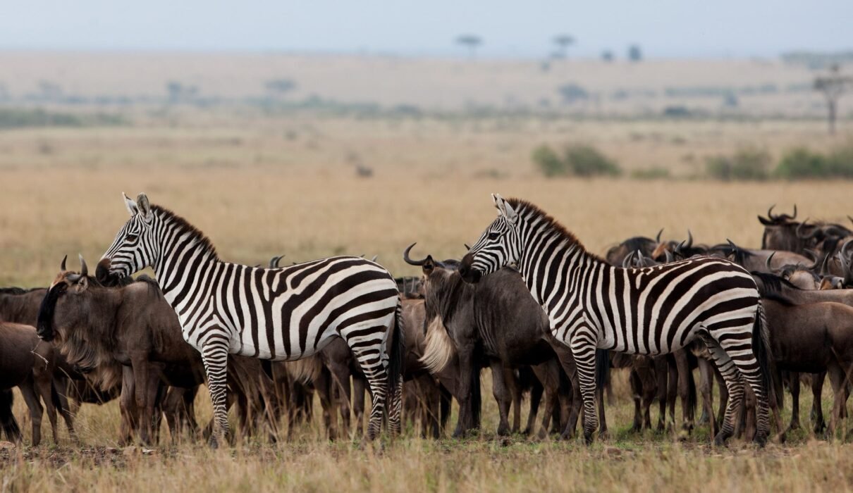 7 Days Tanzania Journey of the Wildebeest Migration Safari – 1 Powerful Wildlife Experience 2026, 2027 & 2028