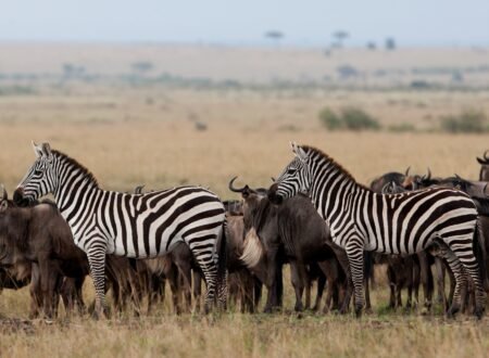 7 Days Tanzania Journey of the Wildebeest Migration Safari – 1 Powerful Wildlife Experience 2026, 2027 & 2028