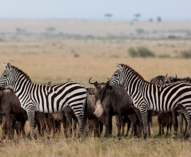 7 Days Tanzania Journey of the Wildebeest Migration Safari – 1 Powerful Wildlife Experience 2026, 2027 & 2028