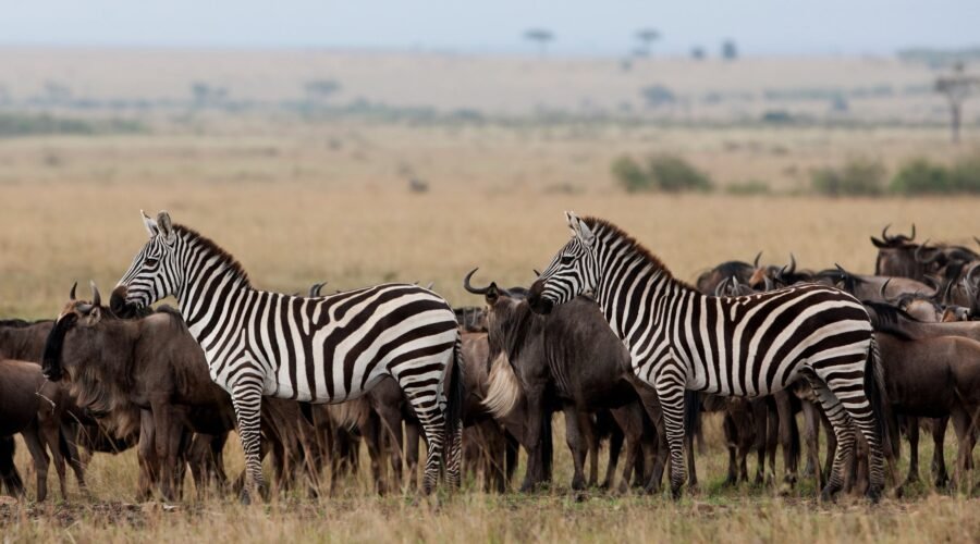 7 Days Tanzania Journey of the Wildebeest Migration Safari – 1 Powerful Wildlife Experience 2026, 2027 & 2028