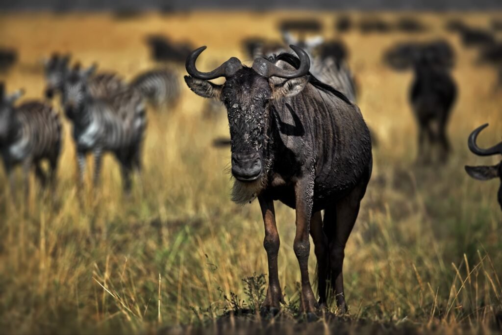 7-day Great Migration Safari July to October Adventure – 1 Stunning Wildlife Experience 2026, 2027 & 2028