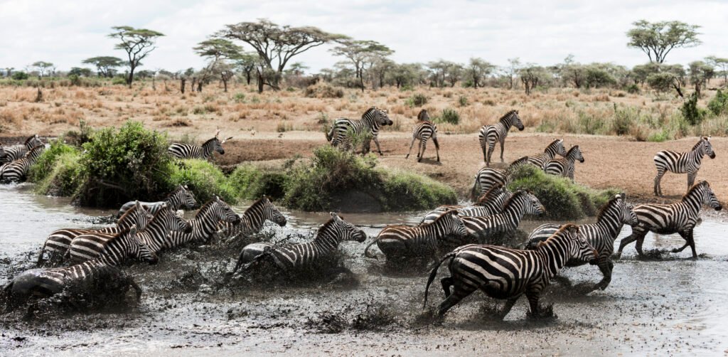 7 Days Tanzania Journey of the Wildebeest Migration Safari – 1 Powerful Wildlife Experience 2026, 2027 & 2028