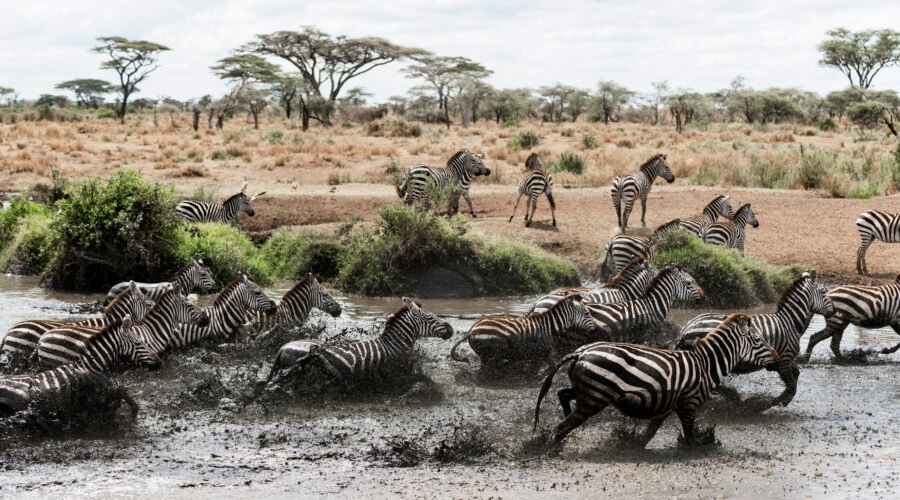 6 Day Budget-friendly Serengeti Migration Joining Group – 1 Smart & Affordable Safari 2026, 2027 & 2028