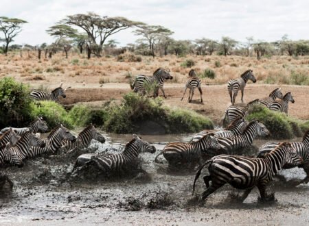 The Ultimate Tanzania Great Migration Safari (August) – 1 Powerful Wildlife Experience 2026, 2027 & 2028