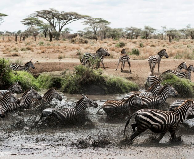 The Ultimate Tanzania Great Migration Safari (August) – 1 Powerful Wildlife Experience 2026, 2027 & 2028