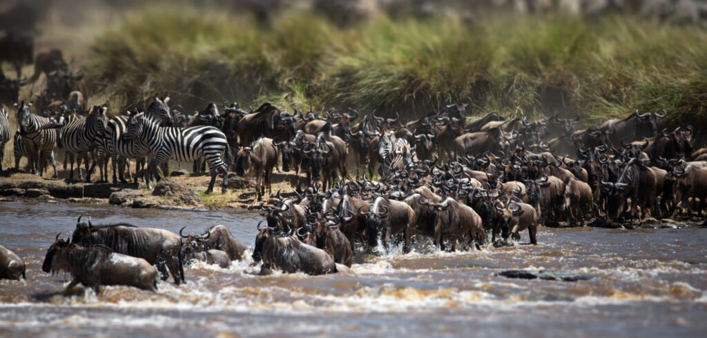The Ultimate Tanzania Great Migration Safari (August) – 1 Powerful Wildlife Experience 2026, 2027 & 2028