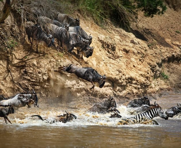 6 Days Serengeti Calving Season Great Migration Safari – Tanzania 2027, 2028 & 2029
