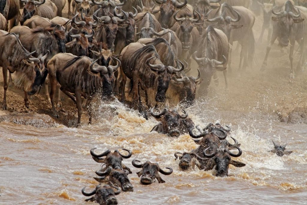 Wildebeest Migration Safari - Western Corridor - 6 Days: 1 Powerful Serengeti Adventure for 2027/2028/2029