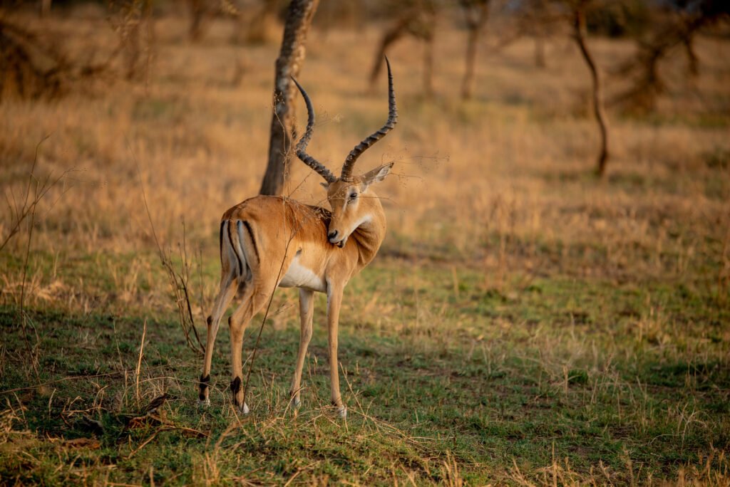 Top Africa Tours - Top Travel Agency in Africa | 1 Remarkable Safari Experience 2026, 2027 & 2028