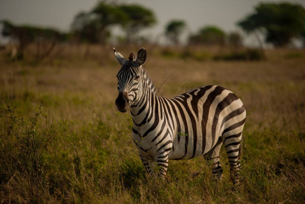 5 Days Group Budget Safari from Arusha in Tanzania – 1 Amazing Affordable Adventure 2026, 2027 & 2028