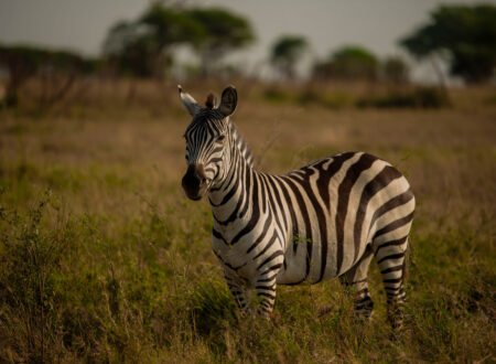 4-Day Tanzania Exclusive Private Safari – 1 Remarkable Wildlife Escape 2026, 2027 & 2028