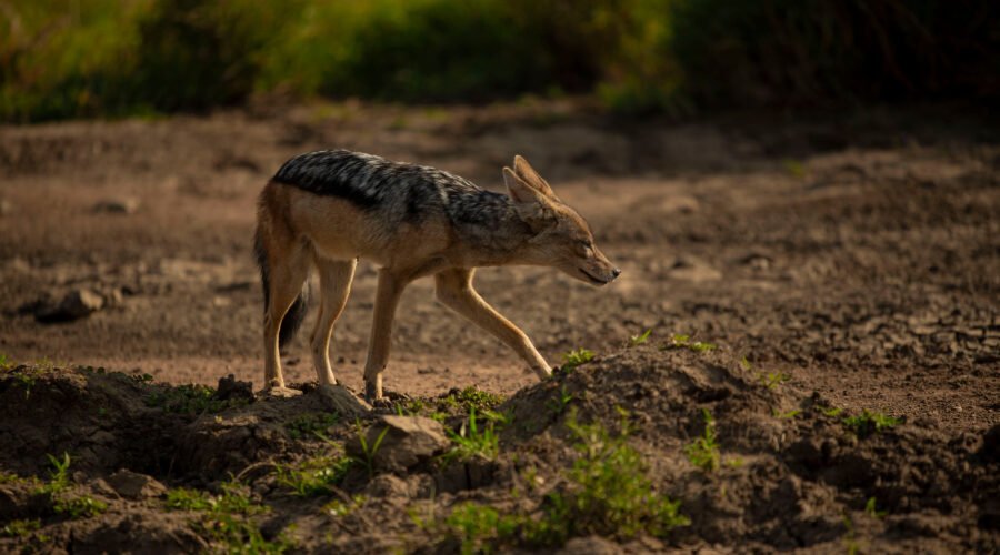 The Ultimate Highlights to Tanzania Tours & Holidays in 2026, 2027 & 2028 – 1 Incredible Travel Guide