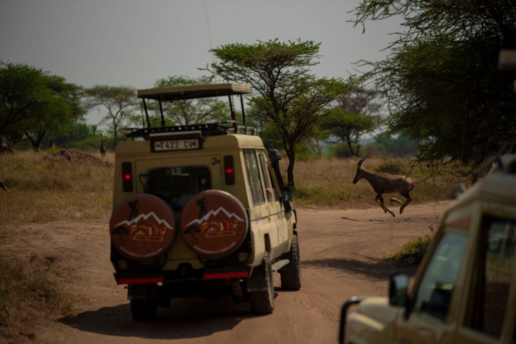 Ultimate Private 5-Day Tanzania Safari Itinerary – 1 Exceptional Wildlife Journey 2026, 2027 & 2028
