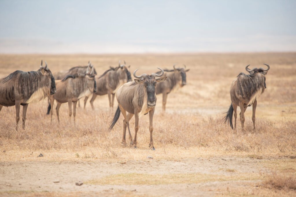 How to Experience the Great Migration in Tanzania – 1 Ultimate Safari Guide 2026, 2027 & 2028
