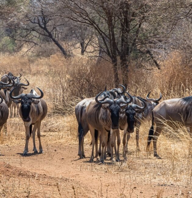 Ultimate 10 Days Ultimate Serengeti Migration Experience – 1 Extraordinary Safari Journey 2026, 2027 & 2028