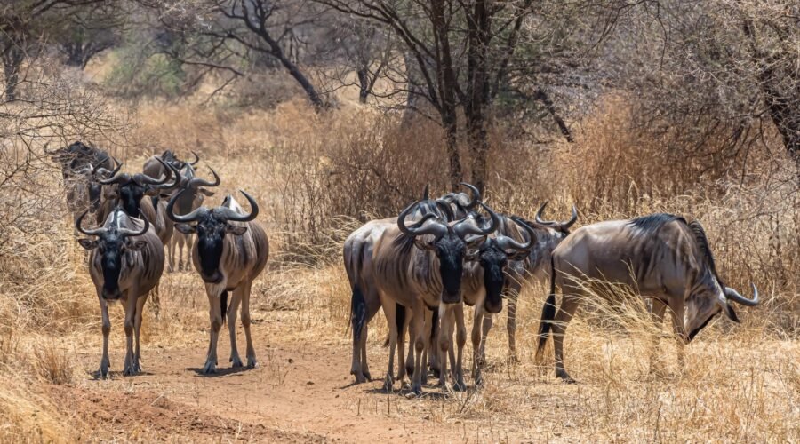 Ultimate 10 Days Ultimate Serengeti Migration Experience – 1 Extraordinary Safari Journey 2026, 2027 & 2028