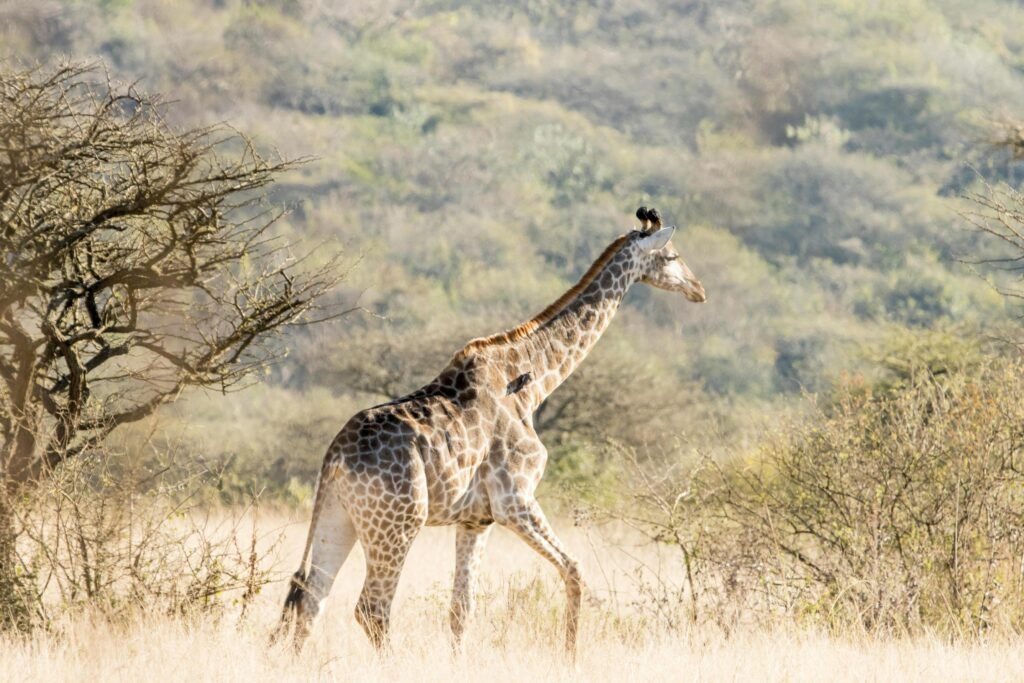 4 Days Luxury Fly-In Safari Tanzania – 1 Exclusive Wildlife Escape 2026, 2027 & 2028