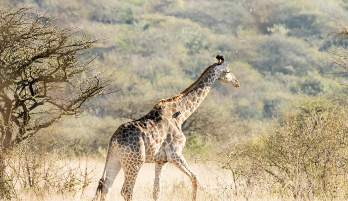 4 Days Luxury Fly-In Safari Tanzania – 1 Exclusive Wildlife Escape 2026, 2027 & 2028