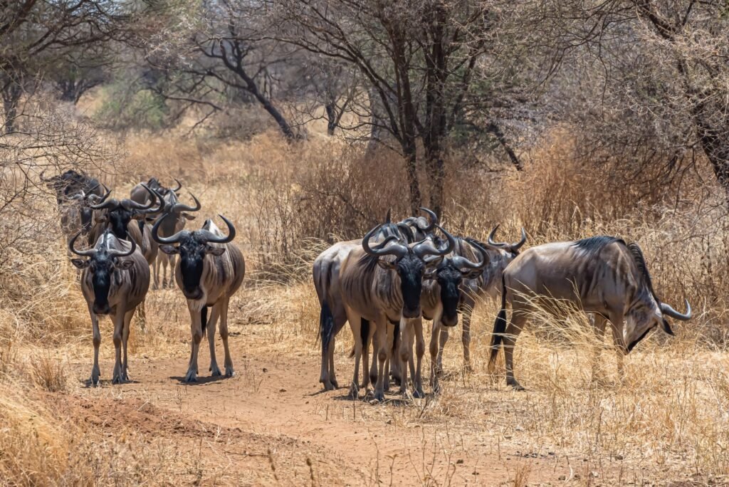 Ultimate 6 Days Calving Season Safari Tanzania – 1 Extraordinary Wildlife Adventure 2026, 2027 & 2028 Ultimate 6 Days Calving Season Safari Tanzania – 1 Extraordinary Wildlife Adventure 2026, 2027 & 2028
