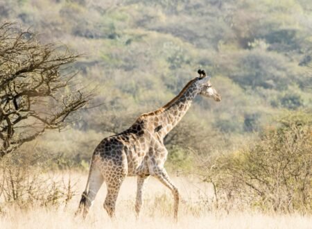 4 Days Luxury Fly-In Safari Tanzania – 1 Exclusive Wildlife Escape 2026, 2027 & 2028