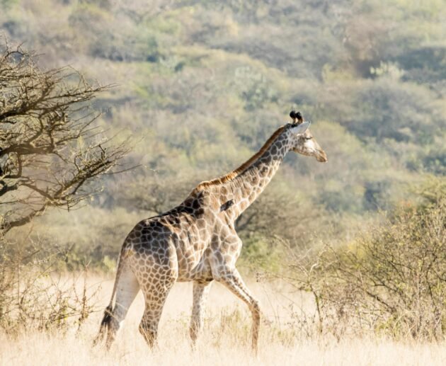 4 Days Luxury Fly-In Safari Tanzania – 1 Exclusive Wildlife Escape 2026, 2027 & 2028