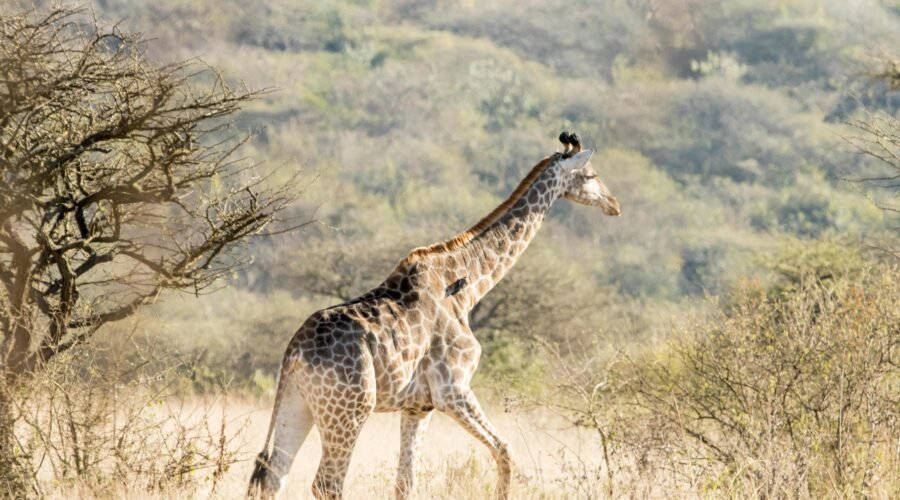 4 Days Luxury Fly-In Safari Tanzania – 1 Exclusive Wildlife Escape 2026, 2027 & 2028
