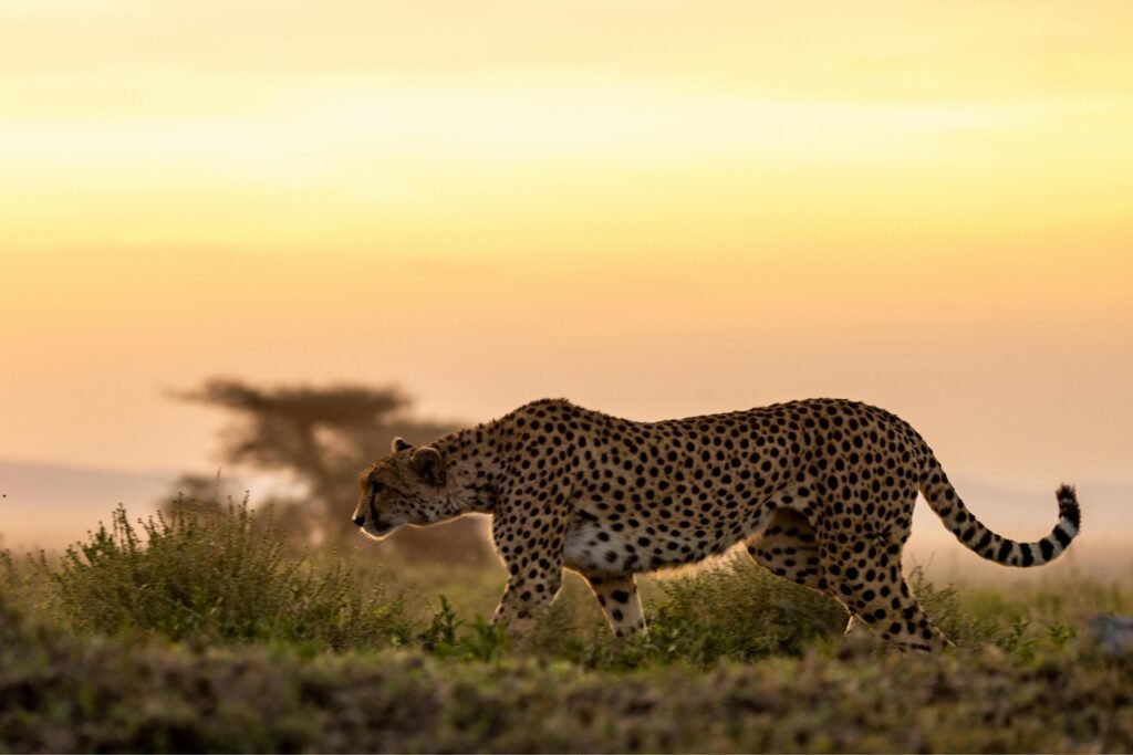 Ultimate 7 Days Exclusive Tanzania Wildlife Safari – 1 Unforgettable Luxury Adventure 2026, 2027 & 2028
