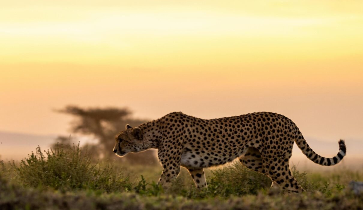 Ultimate 7 Days Exclusive Tanzania Wildlife Safari – 1 Unforgettable Luxury Adventure 2026, 2027 & 2028