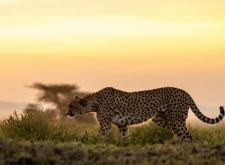 Ultimate 7 Days Exclusive Tanzania Wildlife Safari – 1 Unforgettable Luxury Adventure 2026, 2027 & 2028