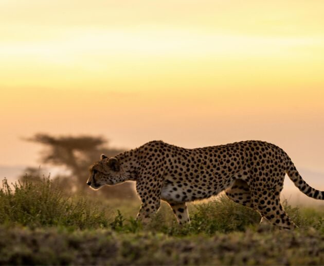 Ultimate 7 Days Exclusive Tanzania Wildlife Safari – 1 Unforgettable Luxury Adventure 2026, 2027 & 2028