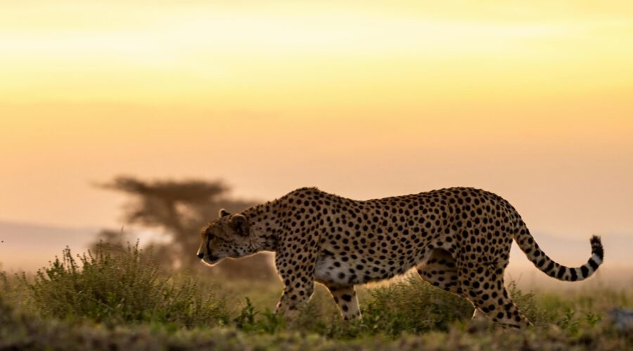 Ultimate 7 Days Exclusive Tanzania Wildlife Safari – 1 Unforgettable Luxury Adventure 2026, 2027 & 2028
