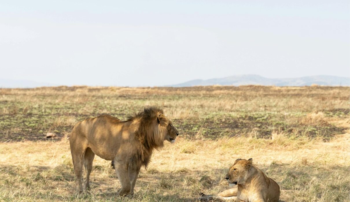 Ultimate 5 Days Fly-In Big Five Safari – 1 Stunning Luxury Adventure 2026, 2027 & 2028