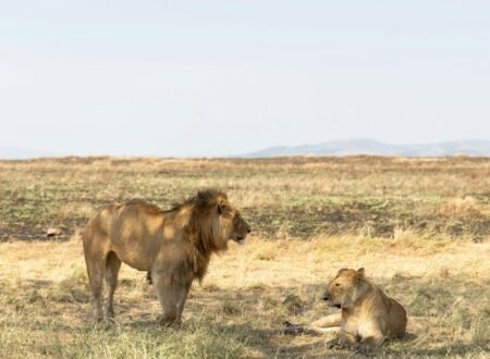 Ultimate 5 Days Fly-In Big Five Safari – 1 Stunning Luxury Adventure 2026, 2027 & 2028