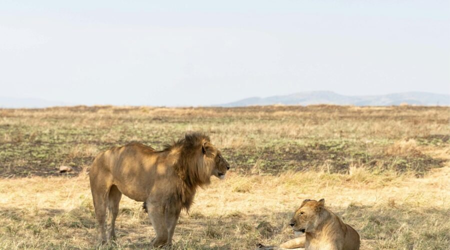 Ultimate 5 Days Fly-In Big Five Safari – 1 Stunning Luxury Adventure 2026, 2027 & 2028