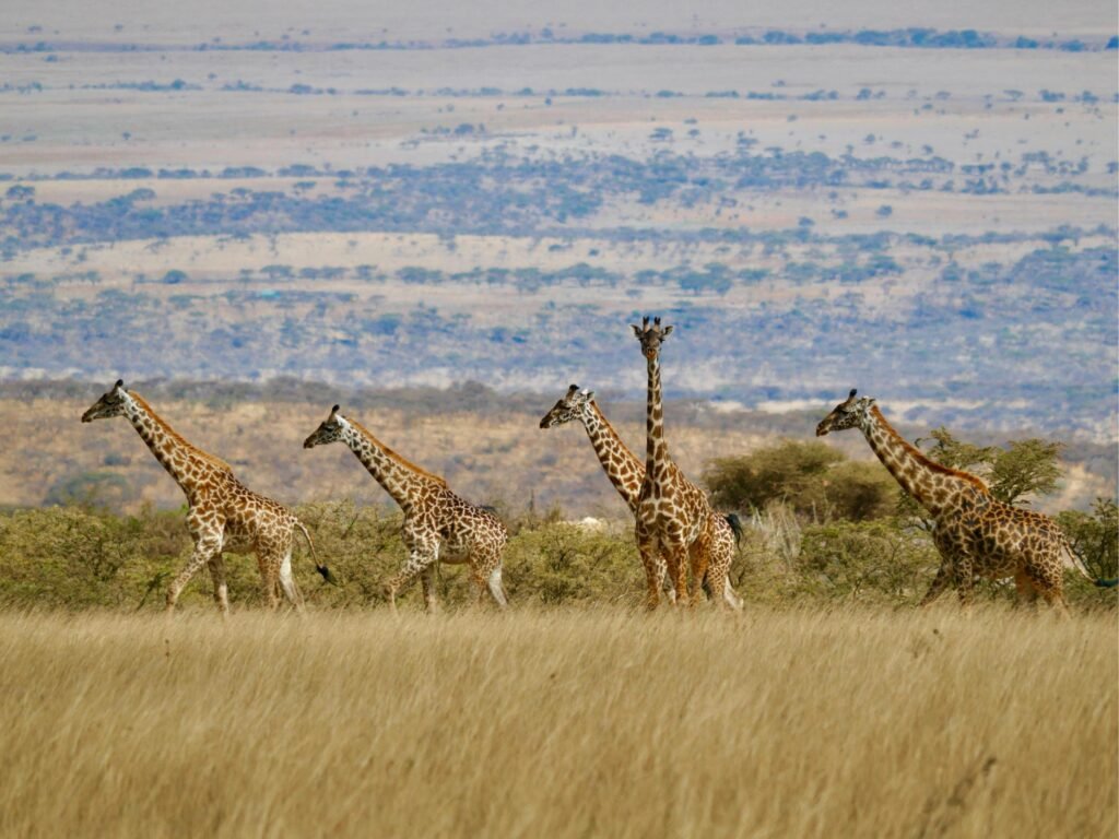 Ultimate 7 Days Northern Circuit Big Five Safari – 1 Extraordinary Wildlife Adventure 2026, 2027 & 2028