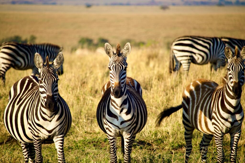 Ultimate 4 Days Private Serengeti Safari Tour – 1 Unforgettable Wildlife Escape 2026, 2027 & 2028